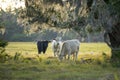 Milk cows grazing on green farm pasture on summer day. Feeding of cattle on farmland grassland