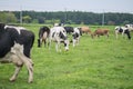 milk cows group grazing at Asagiri Kogen farm, Fujinomiya