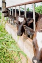 Milk cows in local Thai farm with dirty cow dunk Royalty Free Stock Photo