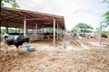 Milk cows in local Thai farm with dirty cow dunk Royalty Free Stock Photo