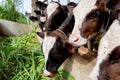 Milk cows in local Thai farm with dirty cow dunk Royalty Free Stock Photo