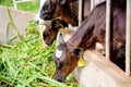 Milk cows in local Thai farm with dirty cow dunk
