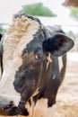 Milk cows in local Thai farm with dirty cow dunk