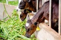 Milk cows in local Thai farm with dirty cow dunk Royalty Free Stock Photo