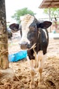 Milk cows in local Thai farm with dirty cow dunk Royalty Free Stock Photo