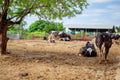 Milk cows in local Thai farm with dirty cow dunk Royalty Free Stock Photo