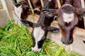 Milk cows in local Thai farm with dirty cow dunk