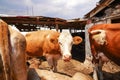 Milk cows lying on the ground having a rest on a farm Royalty Free Stock Photo