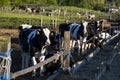 Milk cows on a outdoor farm eating a fresh hay. Modern farm cowshed with milking cows. Dairy cows. Livestock concept.