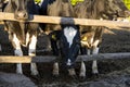 Milk cows on a outdoor farm eating a fresh hay. Modern farm cowshed with milking cows. Dairy cows. Livestock concept.