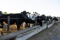 Milk cows on a outdoor farm eating a fresh hay. Modern farm cowshed with milking cows. Dairy cows. Livestock concept.