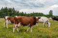 Milk Cows on Pasture Land