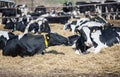 Milk cows on a rest Royalty Free Stock Photo