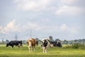 Milk cows in a sunbeam, full length black red and white, side by side walking towards, multi color diversity  in a green field and Royalty Free Stock Photo