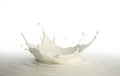 Milk crown splash, splashing in milk pool with ripples Royalty Free Stock Photo