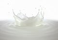 Milk crown splash, splashing in milk pool with ripples Royalty Free Stock Photo