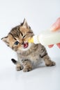 Milk feeding small kitten from a bottle Royalty Free Stock Photo