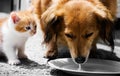 Cat and dog fight for milk