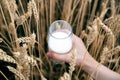 Milk in a glass beakerof, in mans hand, in wheat field. Agricultural background with with drink Royalty Free Stock Photo