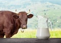 Milk in glass jug on wooden table with cow in meadow in the back Royalty Free Stock Photo