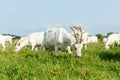 Milk goats on a pasture