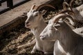 Milk goats relaxing in their enclosure at local farm.