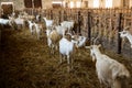Milk goats in a stable on a farm Royalty Free Stock Photo