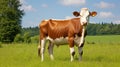 milk guernsey cow