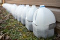 Milk jugs used for seed starting