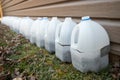 Milk jugs used for seed starting