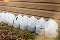 Milk jugs used for seed starting