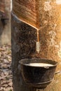 Milk latex from rubber tree in a bowl at the rubber Royalty Free Stock Photo