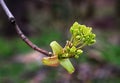 Milk maple. It grows to a height of up to 30 m, thickness above 1 m.