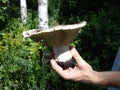 Milk mushroom and hand of mushroomer in Russian typical forest