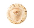 Milk mushroom isolated white background