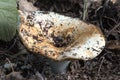 Milk mushroom - Lactarius resimus - in the autumn deciduous forest