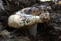 Milk mushroom - Lactarius resimus - in the autumn deciduous forest