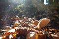 Milk mushroom Lactarius vellereus in forest