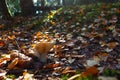 Milk mushroom Lactarius vellereus in forest