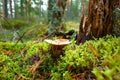 Milk mushroom Lactarius vellereus on moss in forest
