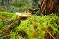 Milk mushroom Lactarius vellereus on moss in forest