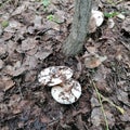 Milk mushroom