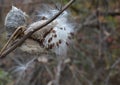 Milk Pod in Late Autumn