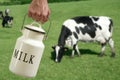 Milk pot farmer hand cow in meadow Royalty Free Stock Photo