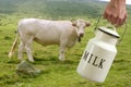 Milk pot farmer hand cow in meadow Royalty Free Stock Photo