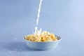 Milk pouring into the blue bowl of cornflakes, milk splashes around the plate on the blue background Royalty Free Stock Photo