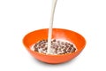 Milk pouring into the bowl with chocolate cereal balls on white background Royalty Free Stock Photo