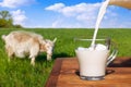 milk pouring into glass cup on table with grazing goat