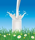 Milk pouring to glass on summer grass field with chamomile