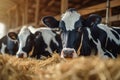 Milk production cows at cowshed enjoy hay, bright and airy